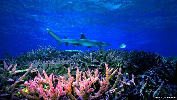 Shark over coral on Great Barrier Reef