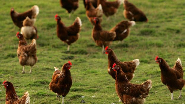 Chickens in field