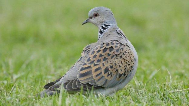 Turtle dove