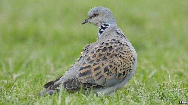 Turtle dove