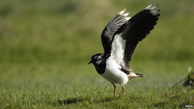 Lapwings