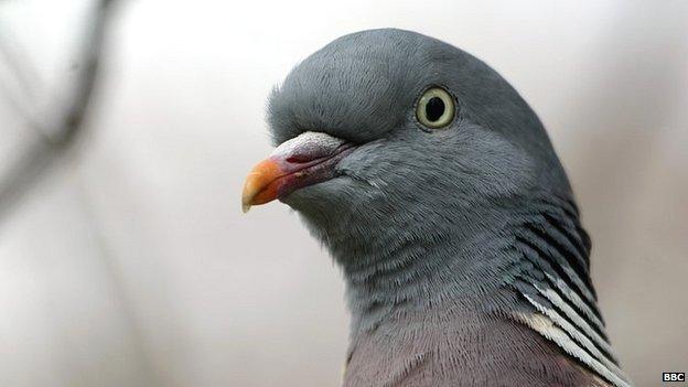 Wood pigeon