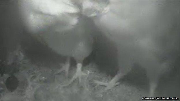 SWT owl webcam