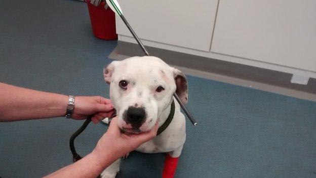 Ziggy the dog found with crossbow bolt in his skull