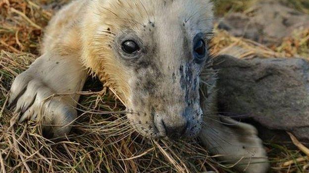 Seal Pup