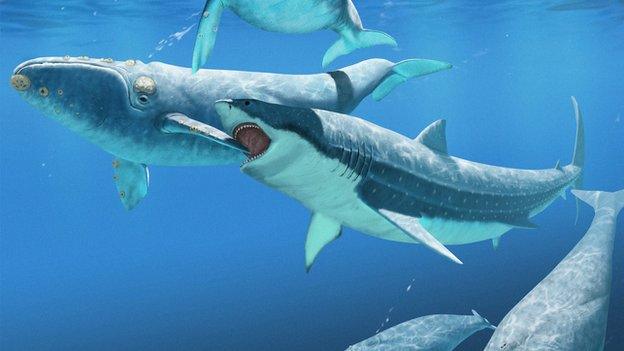 Megalodon