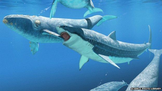 It has been suggested that Megalodon fed on marine mammals, including whales