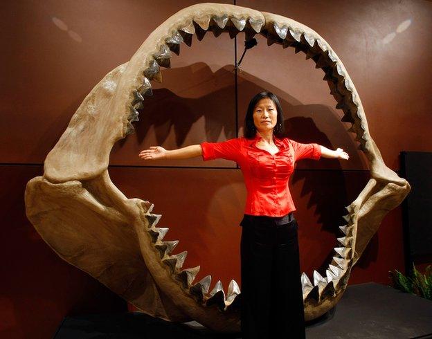 Megalodon jaw