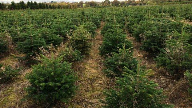 Christmas tree fields