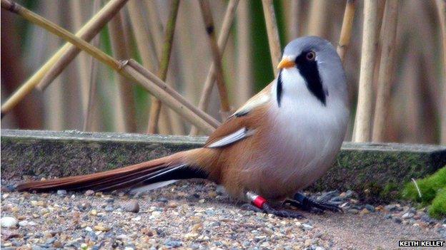 bearded tit