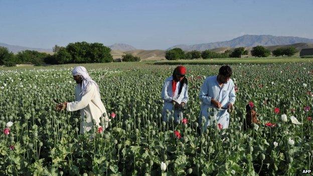 Afghan farmers collect raw opium as they work in their poppy field in Khogyani District of Nangarhar province in Afghanistan, 29 April 2013