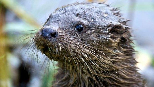 wet otter