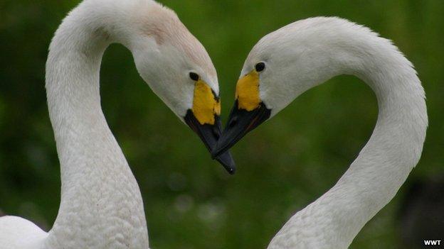 Berwick's swans