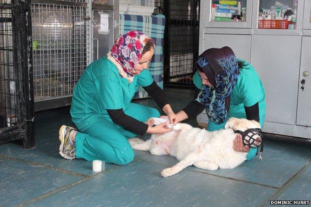 Two Afghan women working as vets