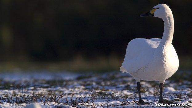 Berwick's swan by Richard Taylor-Jones (WWT)