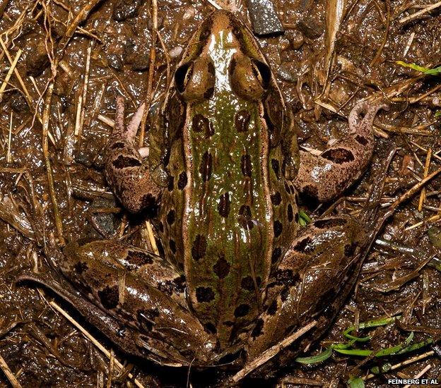 New species of leopard frog found in New York (c) Feinberg et al