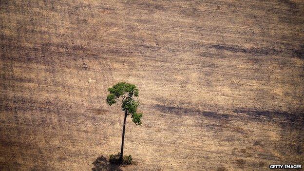 trees