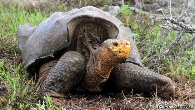 giant tortoise