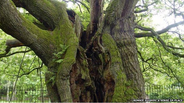 A cavernous split in the old oak tree