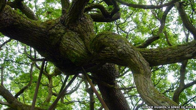 Poles prop up the old oak