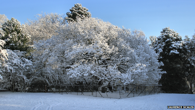 The Allerton Oak in winter...