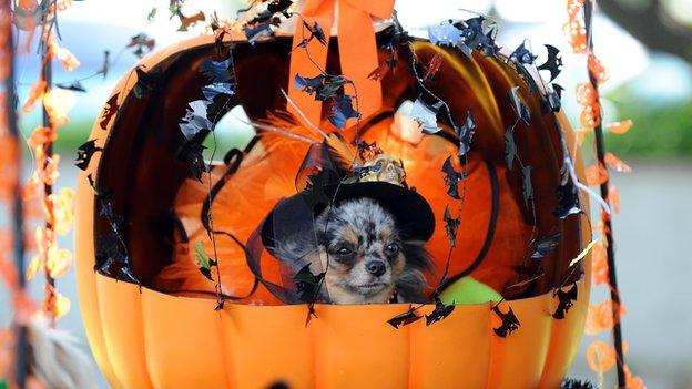 A dog in a pumpkin costume at the Halloween Dog Costume Parade in California