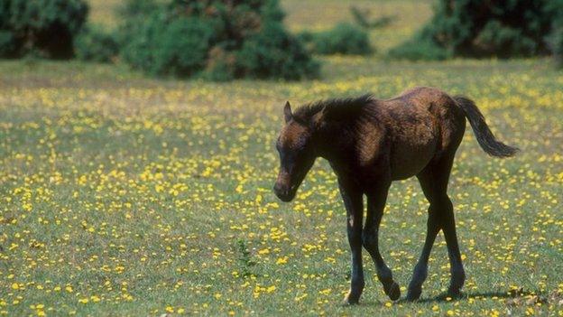 New Forest pony