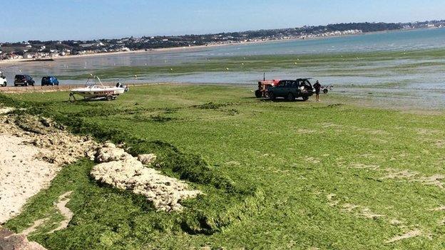 Sea lettuce on the beach