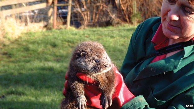 Otter cub