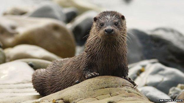 Otter