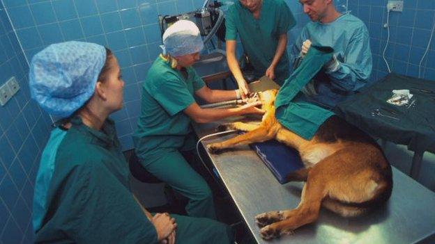 Dog in the vet