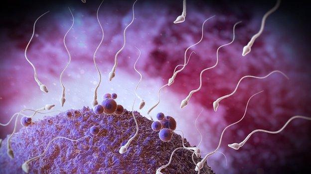 Sperm heading towards an egg