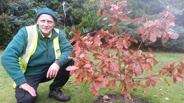 Gardener Jon Warren planted an acorn from the 1,000-year-old tree to grow 'Allerton Oak the Younger'