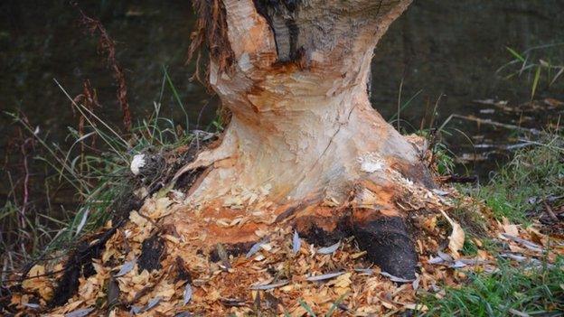 River Otter