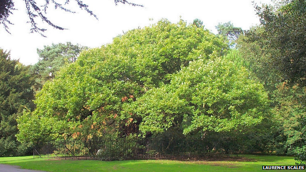 The Allerton Oak in full bloom