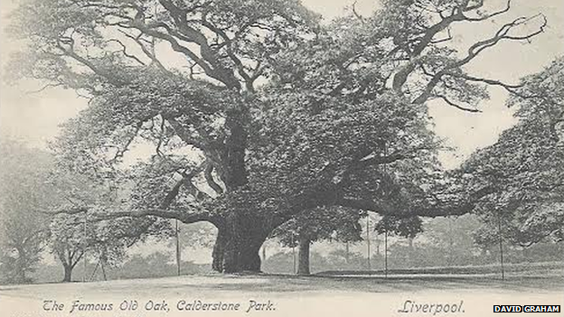 A postcard from 1900 shows 'The Famous Old Oak'