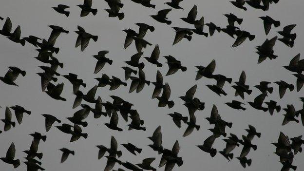 Starlings