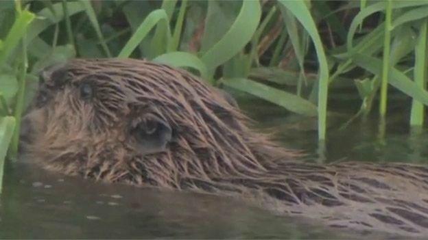 Beaver on River Otter