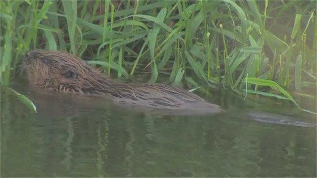 Beaver on River Otter