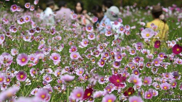 People visit a field full of cosmos flowers at Showa Kinen Park in Tokyo on 23 September, 2014