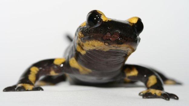 salamander