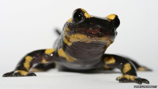 fire salamander