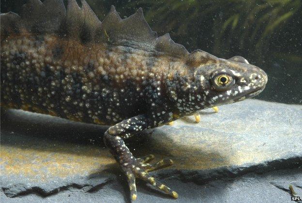 great crested newt