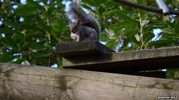 Grey squirrel