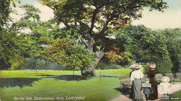 The grand old Allerton Oak has been a visitor attraction for many years