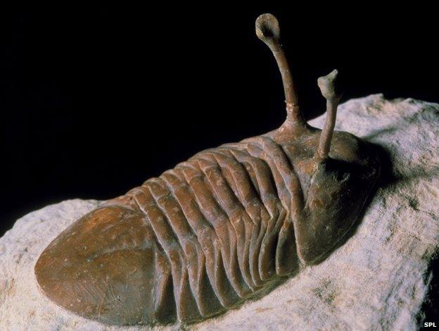 Trilobite fossil - The trilobites are an extinct group of marine arthropods with a hard, segmented shell