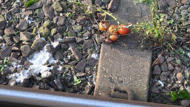 Tomatoes at Diss railway station