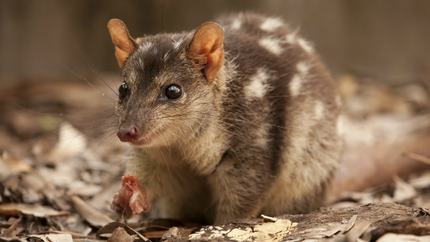 A quoll in the Kakadu National Park - 3 November 2014
