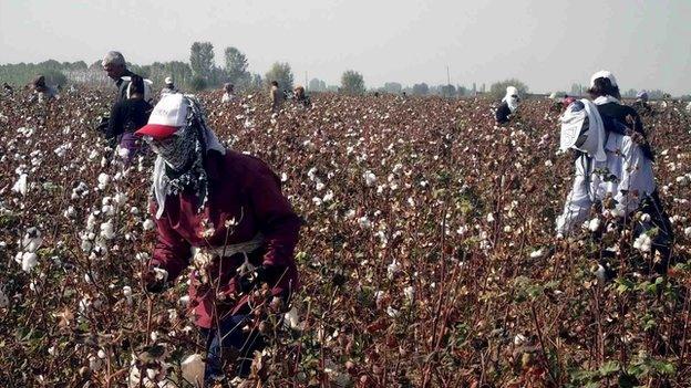 Working conditions are often hard with high temperatures throughout much of the harvest