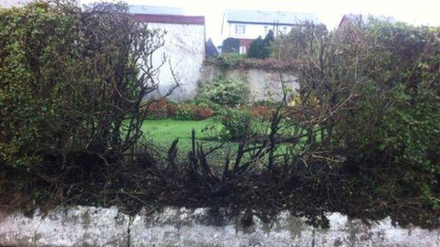 Garden hedge